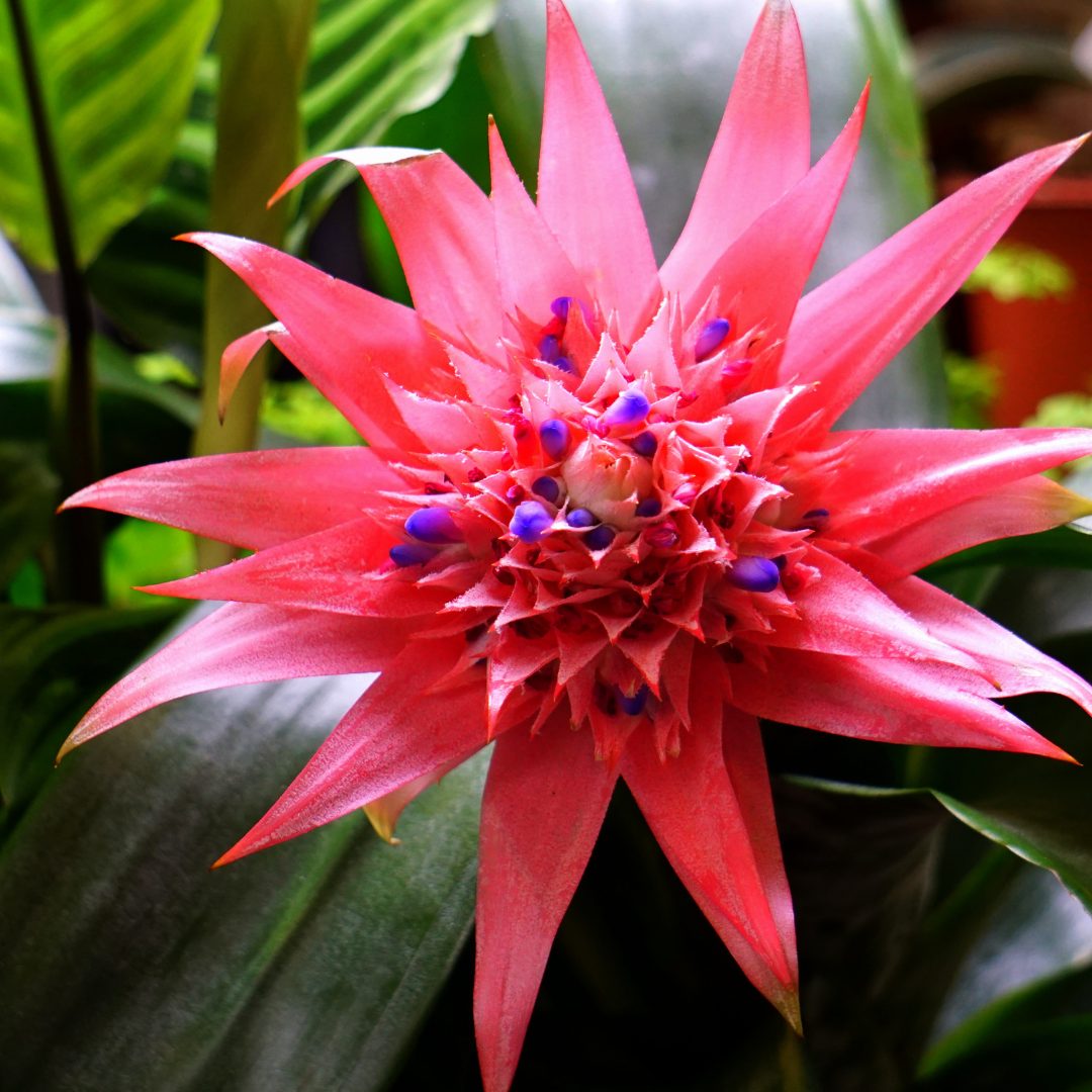 bromélia