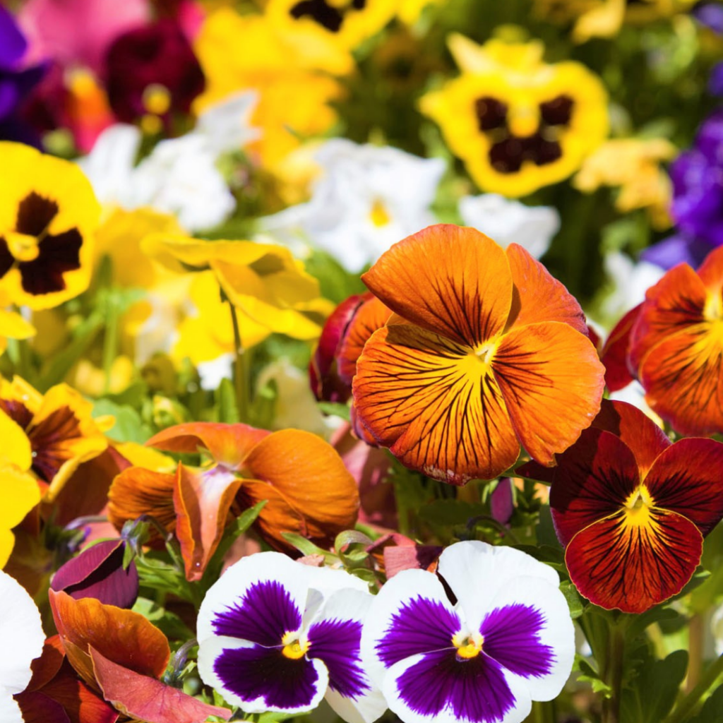 flor amor perfeito