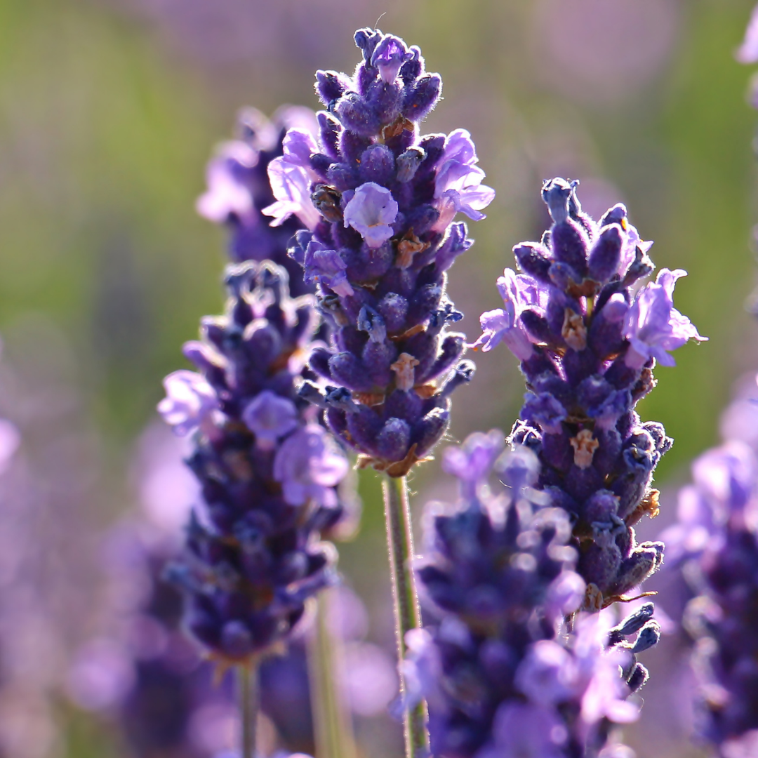 lavanda - a flor que dá origem a uma das cores da virada do ano de 2021 para 2022
