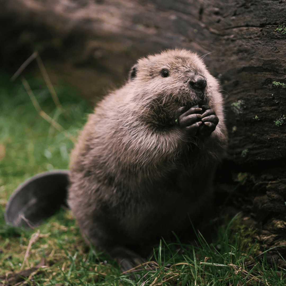 Animal do signo de capricórnio: castor