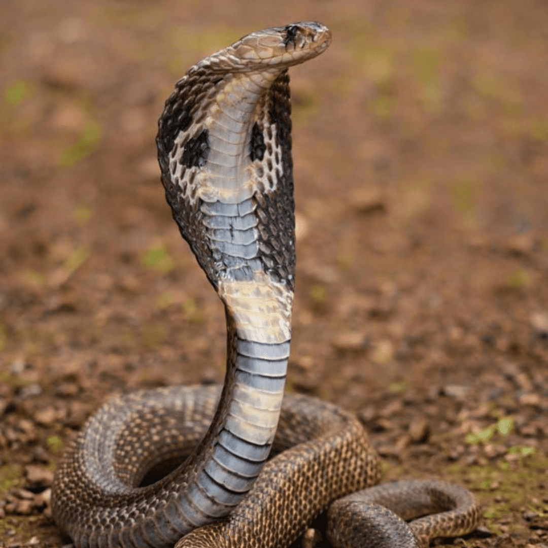 Animal do signo de escorpião - cobra