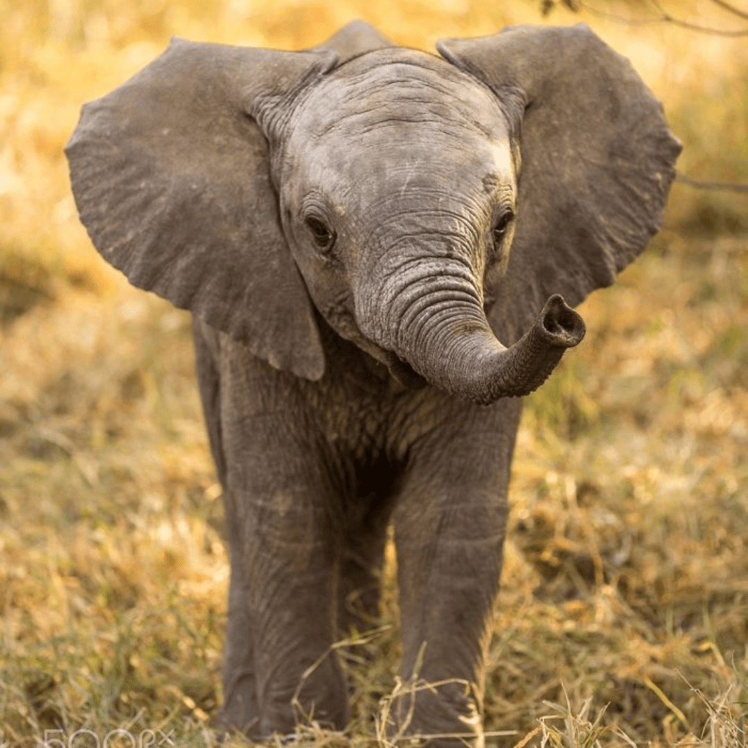 Animal do signo de touro - elefante