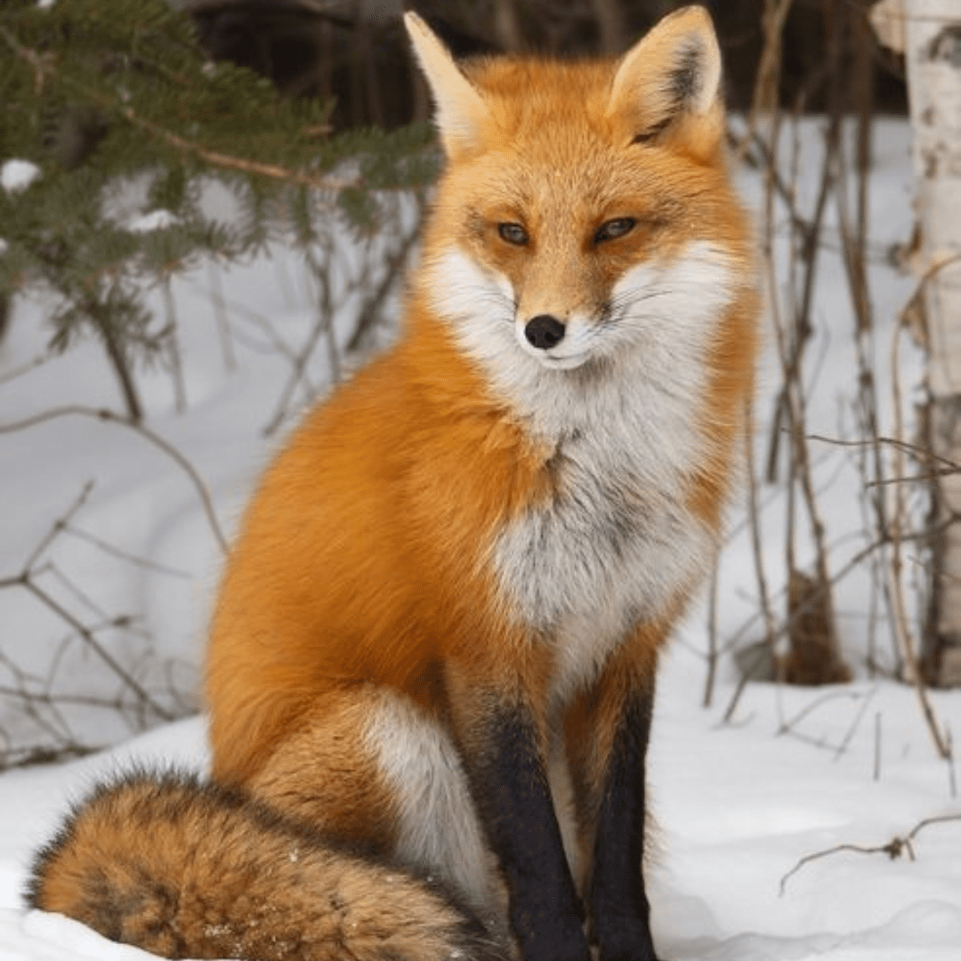 Animal de Cada Signo - Descubra Seu Representante | Blog Oscar