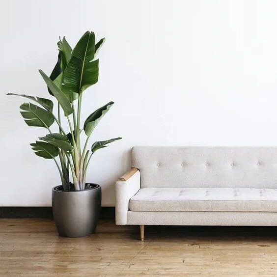 Decoração minimalista com sofá e planta